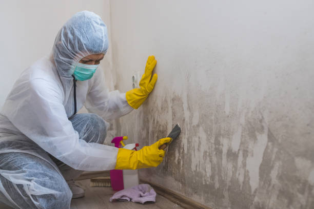 Trusted Homosassa Springs, FL Mold Remediation Experts